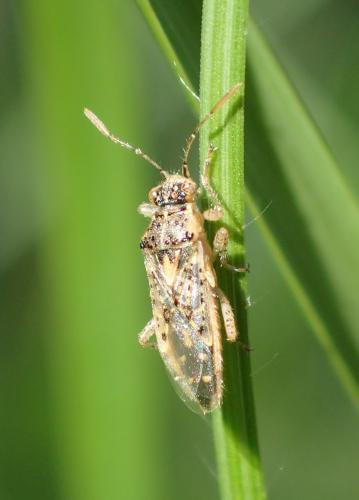 Brachycarenus tigrinus
